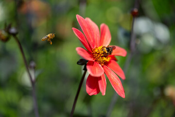 Black and yellow striped bee pollinating a red dahlia flower blooming in a summer garden, pollination of plants
