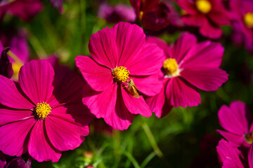 Orange moth on a bright pink cosmos flower blooming in a summer garden, pollination of annual...