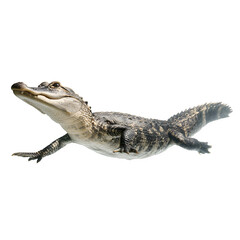 A determined alligator glides through clear water with powerful strokes, its eyes alert and focused.