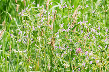 Close-up image of a Central European meadow, showcasing various plant species with diverse textures...