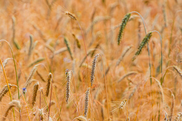 Close-up view of a wheat and corn field, varying shades of green to yellow and brown grains,...