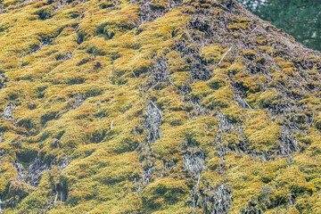 Close-up of moss-covered roof in an ancient Central European village, viewed from below, with soft shadows and varied textures. a