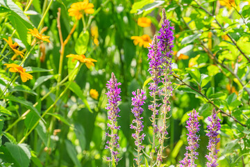 Close-up of vibrant purple and yellow flowers in a meadow, surrounded by lush green leaves Bright daylight with soft shadows Botanical focus, natural setting