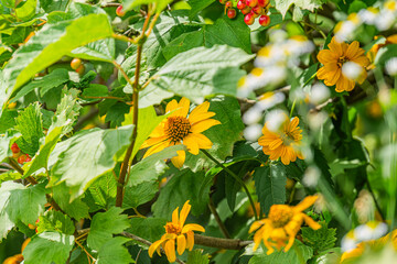 Close-up shot of a vibrant Central European meadow, featuring dense clusters of yellow dandelionsmarigolds, green leaves of various shades and sizes, hints of red and white flowers for contrast Sun