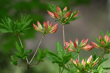 レンゲツツジのつぼみが大きくなってきた