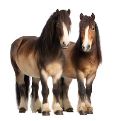 Two majestic horses with flowing manes stand side-by-side, showcasing their powerful build and gentle presence.