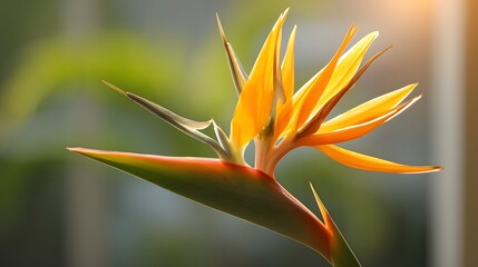 Close-up view of a vibrant bird of paradise flower, showcasing its striking orange-yellow petals and intricate details against a soft, out-of-focus background.