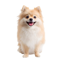 Adorable fluffy Pomeranian dog sits happily with its tongue out on a white background.