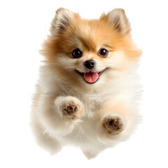 Joyful Pomeranian puppy with fluffy fur and playful expression leaps with excitement.