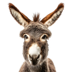 A curious donkey looks directly at the camera with large ears and a gentle expression.