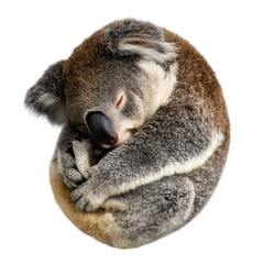 A peaceful koala sleeps curled up tightly, embodying tranquility and rest.