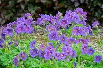 Storchschnabel (Geranium)