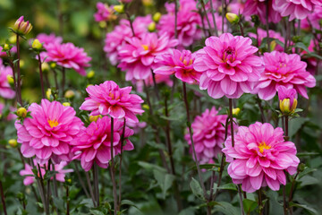 Dahlienbeet