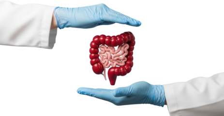 Human digestive system intestines and colon shown between hands in medical gloves isolate human body
