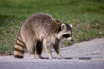 Raccoon Procyon lotor on a sidewalk in a suburban neighbourhood during the middle of the day