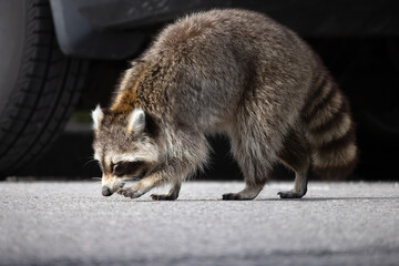 An ill Raccoon Procyon lotor wanders dazed and confused around a suburban parking lot middle of the day © Annette Buchkowski