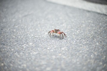 道路を歩くカニ