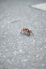 道路を歩くカニ