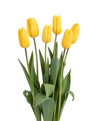Fototapeta premium Beautiful bouquet of vibrant yellow tulips on white background perfect for spring or easter designs and floral arrangements