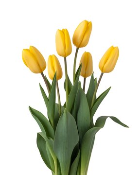 Beautiful Bouquet of Yellow Tulips on a White Background Perfect for Spring and Mothers Day Celebrations