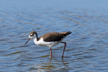 Close-up of a juvenile black-necked stilt, seen in a North California marsh 