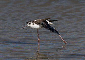 Black-necked stilt stretching his leg, seen in a North California marsh 