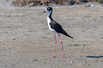 Close-up of a black-necked stilt calling, seen in a North California marsh 