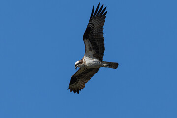 Obraz premium Very close view of an Osprey (sea hawk) flying in beautiful light, seen in the wild in California.
