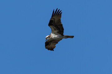 Very close view of an  Osprey (sea hawk) flying in beautiful light, seen in the wild in California.
