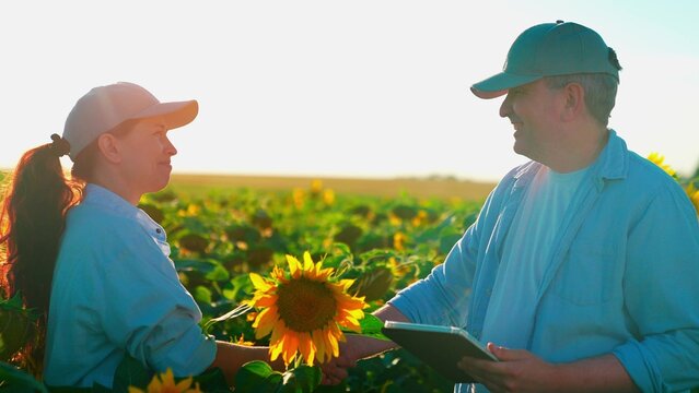 Farmers in field working on sunflower plantation using digital tablet. Farmers teamwork, business partners shaking hands. Female farmer shaking hands with male farm business partner in field. Deal