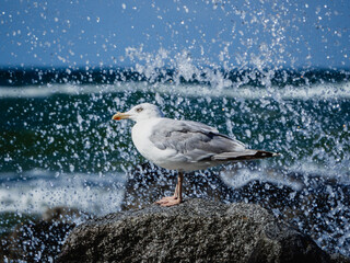 seagull on the beach