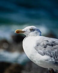close up of a seagull
