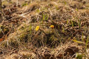 Yellow wildflowers blooming in dry grass