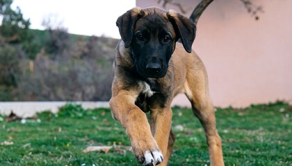 A playful young dog, showcasing its energy and alertness, bursts onto a grassy lawn.