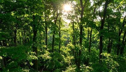 Fototapeta premium Sunlit Deciduous Forest Canopy.