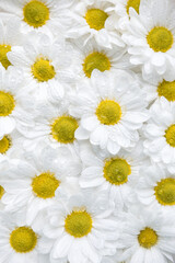Floral background of chamomile or chrysanthemum flowers in dew drops. Vertical banner or wallpaper. Selective focus