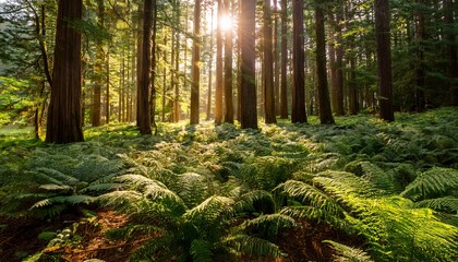 sunlight streams through the forest highlighting lush ferns and tall trees on the forest floor
