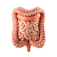 3d icon of detailed 3d illustration of human intestines isolated on transparent background