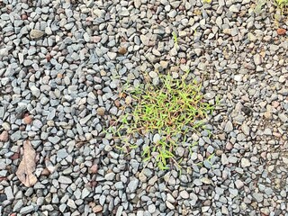 Panorama of gray pebble floor texture and seamless background, pebbles for building material, weeds...