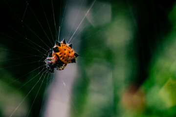 insecto