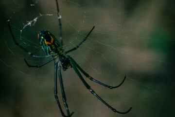 insecto