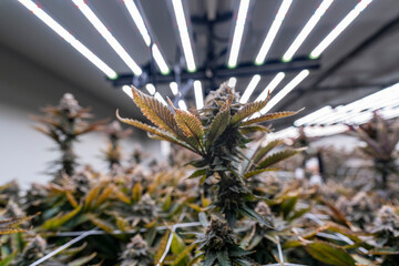 Obraz premium Close up of a cannabis indoor cultivation facility with LED grow lights. The plants are supported by trellis netting for optimal growth. Modern agriculture and sustainable farming techniques.