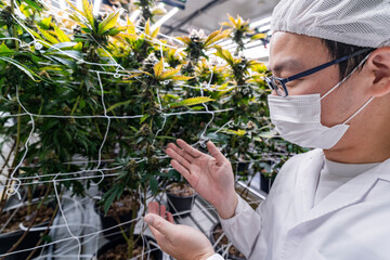A researcher inspects cannabis plants in a high tech indoor facility, using digital technology for data analysis. Advancements in medical cannabis are shaping the future of sustainable cultivation.