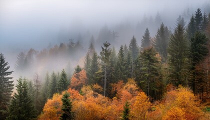 misty autumn forest with layers of pine trees and fog