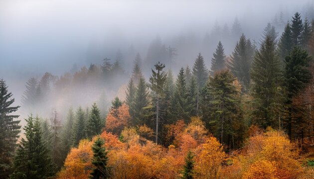 misty autumn forest with layers of pine trees and fog
