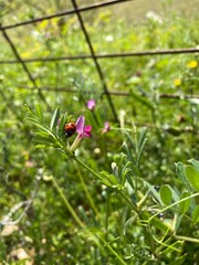 草花にとまるテントウムシ