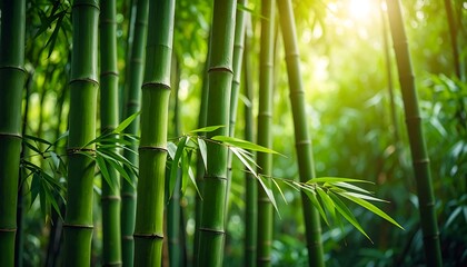 Fototapeta premium Lush Green Bamboo Forest Sunlight.