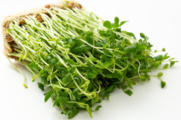 豆苗　白バック