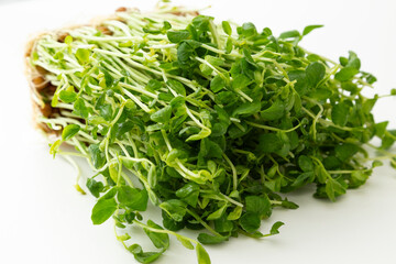 豆苗　白バック