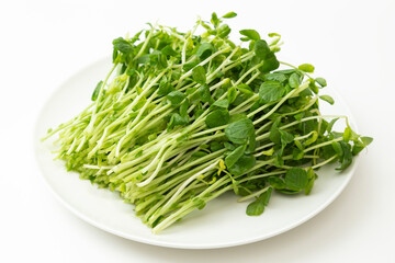 皿に乗った豆苗　白バック